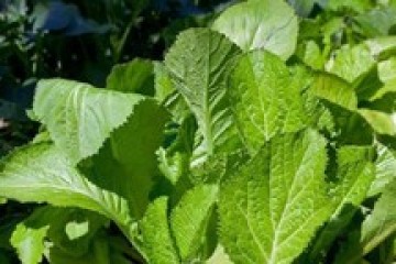 Món ăn vị thuốc từ cải bẹ xanh